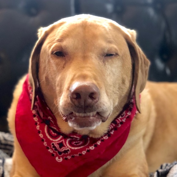 Meet your Posher, Rachel - Picture 1 of 1